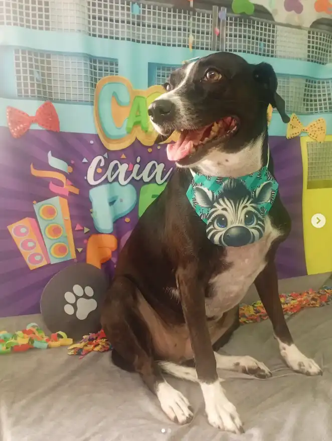 Cão após tosa temática — Carnaval