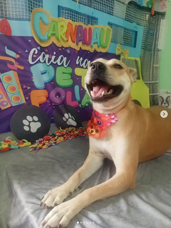Cão após tosa temática — Carnaval