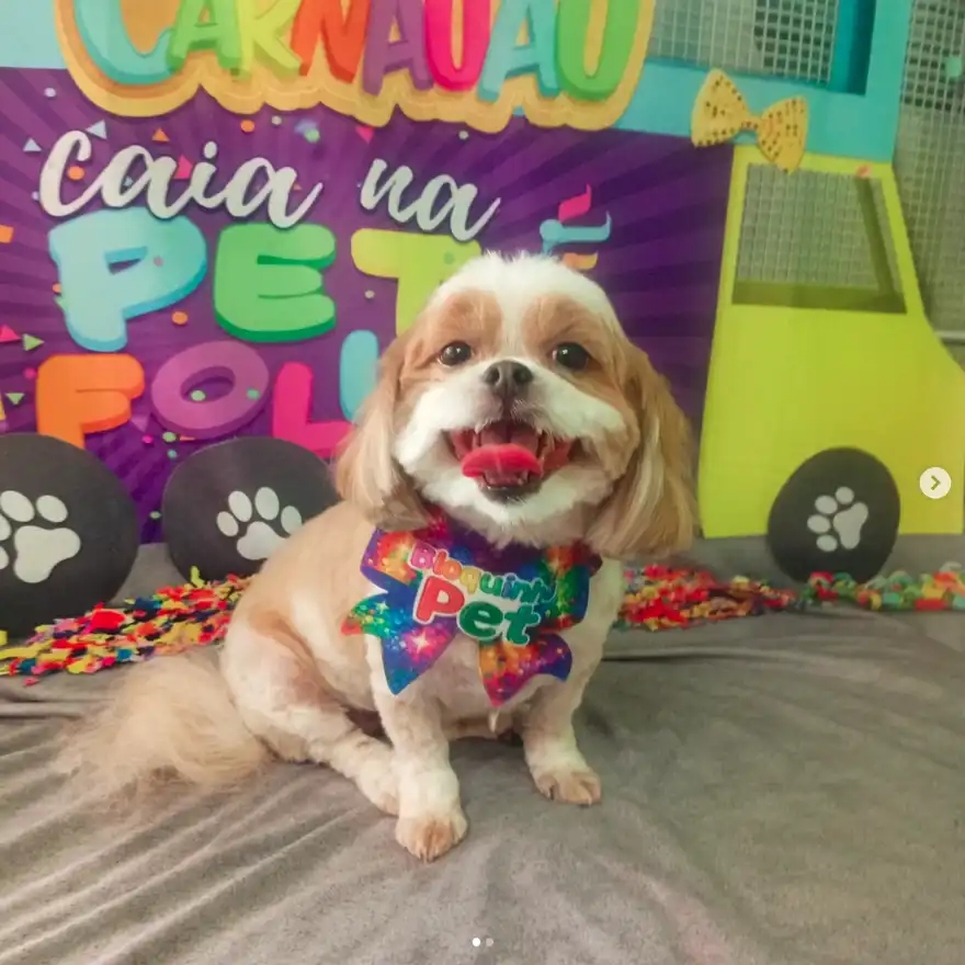 Cão após tosa temática — Carnaval