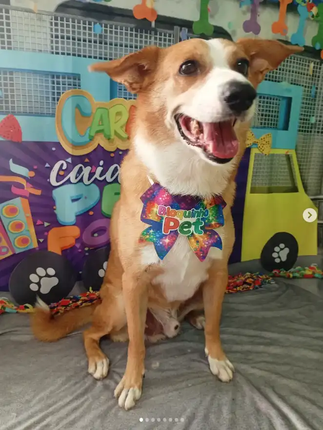 Cão após tosa temática — Carnaval