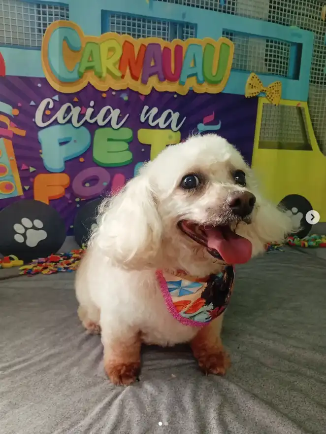 Cão após tosa temática — Carnaval