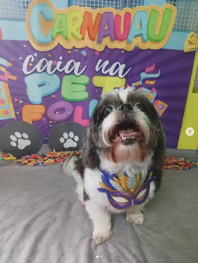 Cão após tosa temática — Carnaval