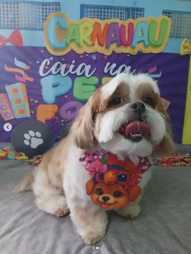 Cão após tosa temática — Carnaval