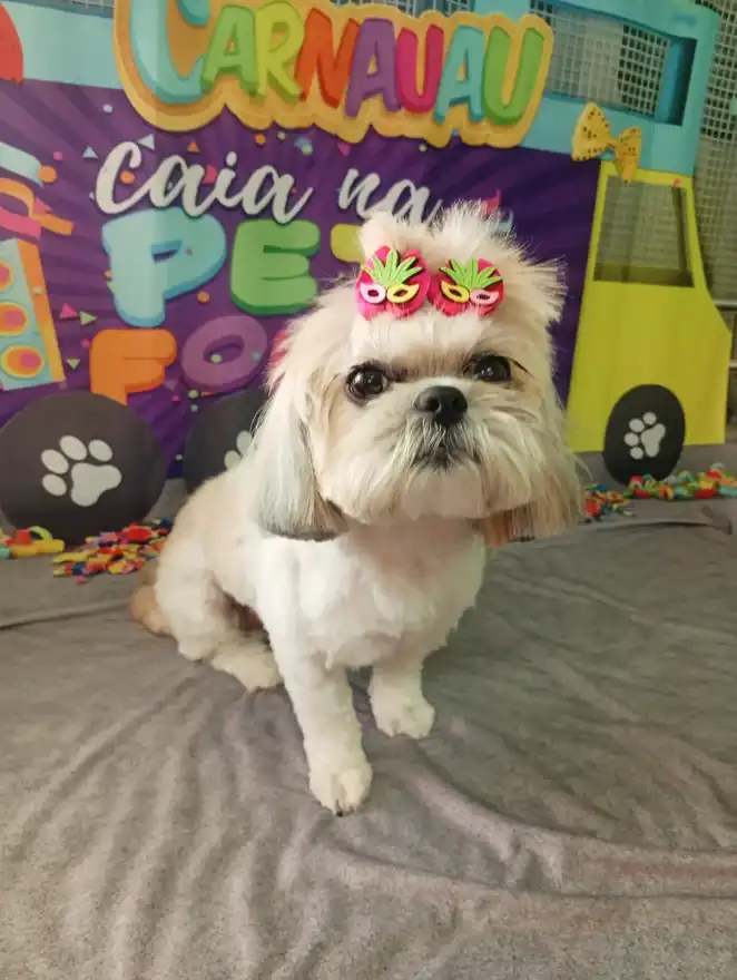 Cão após tosa temática — Carnaval