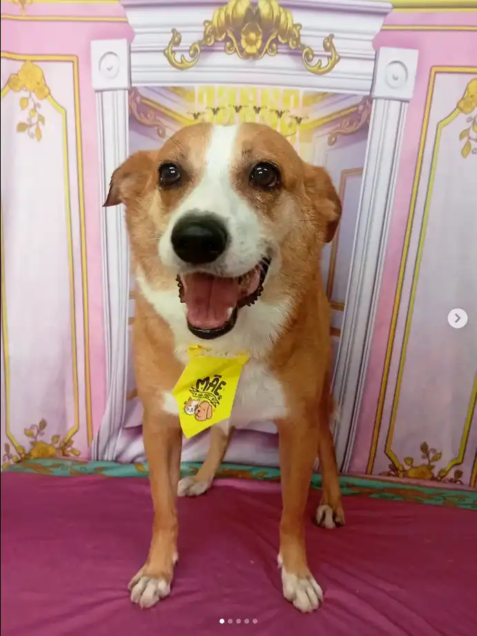 Cão após tosa temática — Castelo de Princesa