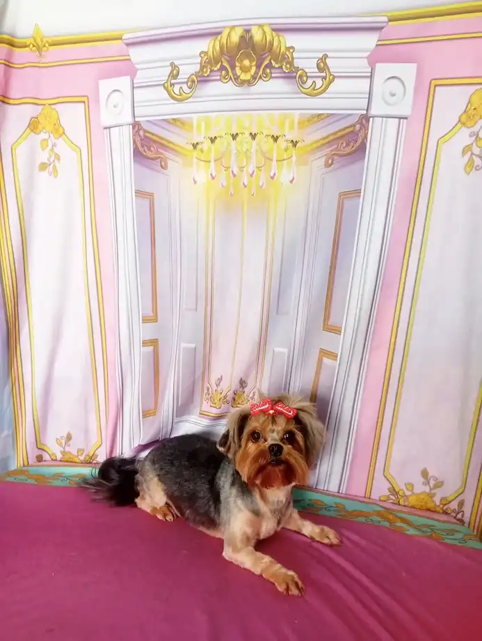 Cão após tosa temática — Castelo de Princesa