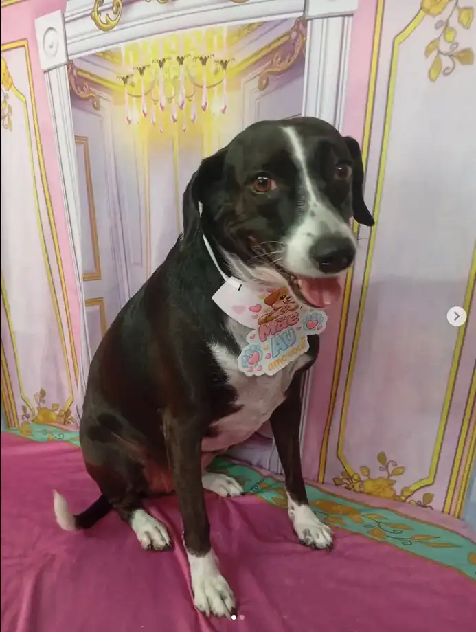 Cão após tosa temática — Castelo de Princesa