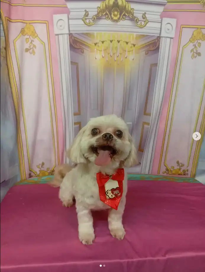 Cão após tosa temática — Castelo de Princesa