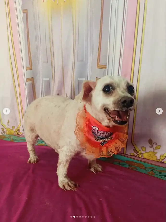 Cão após tosa temática — Castelo de Princesa