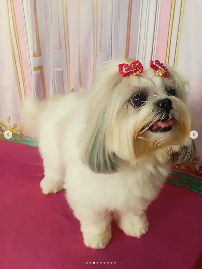Cão após tosa temática — Castelo de Princesa
