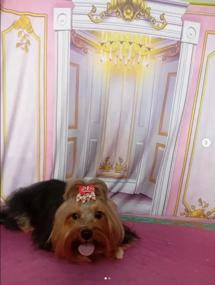 Cão após tosa temática — Castelo de Princesa