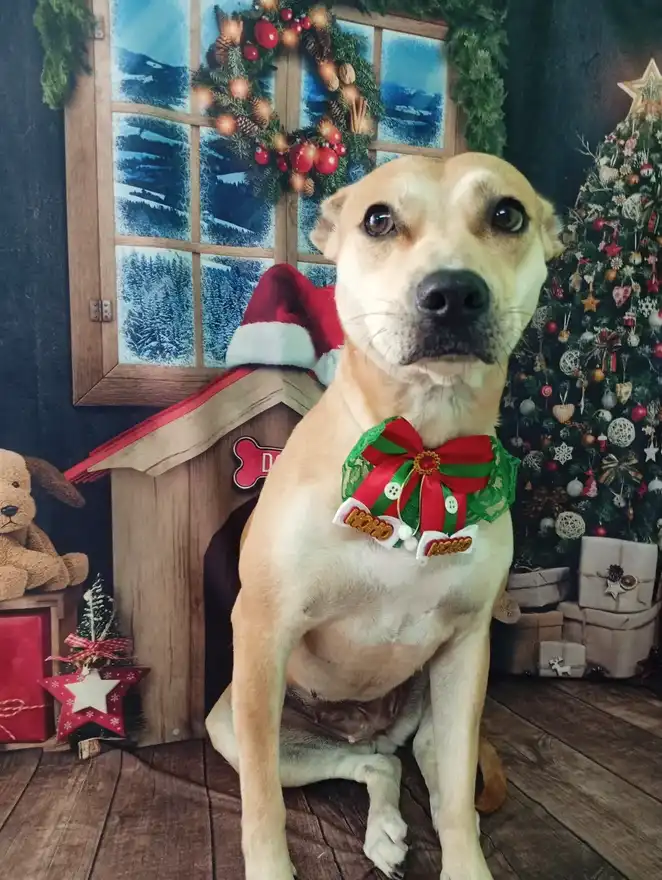 Cão após tosa temática — Natal