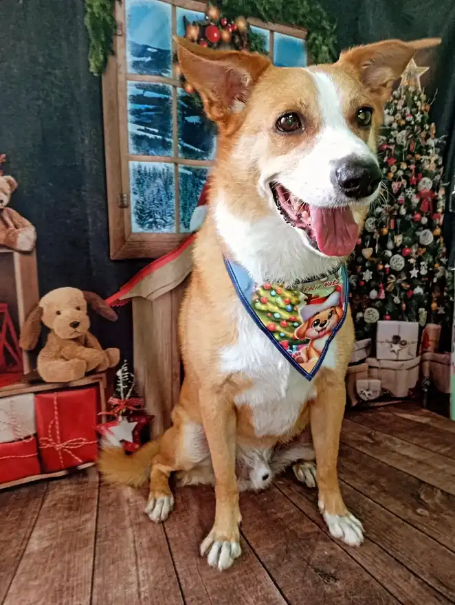 Cão após tosa temática — Natal