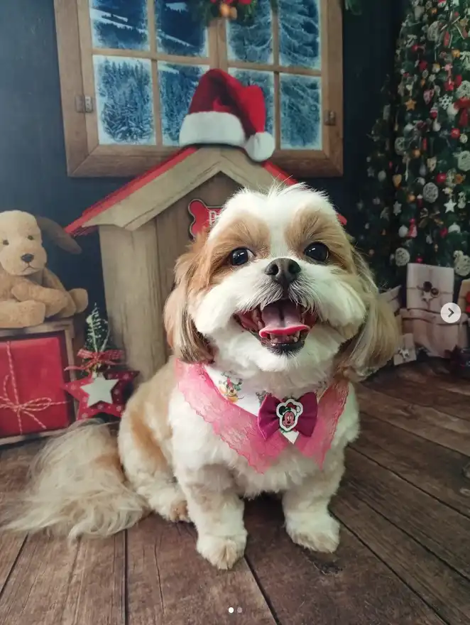 Cão após tosa temática — Natal