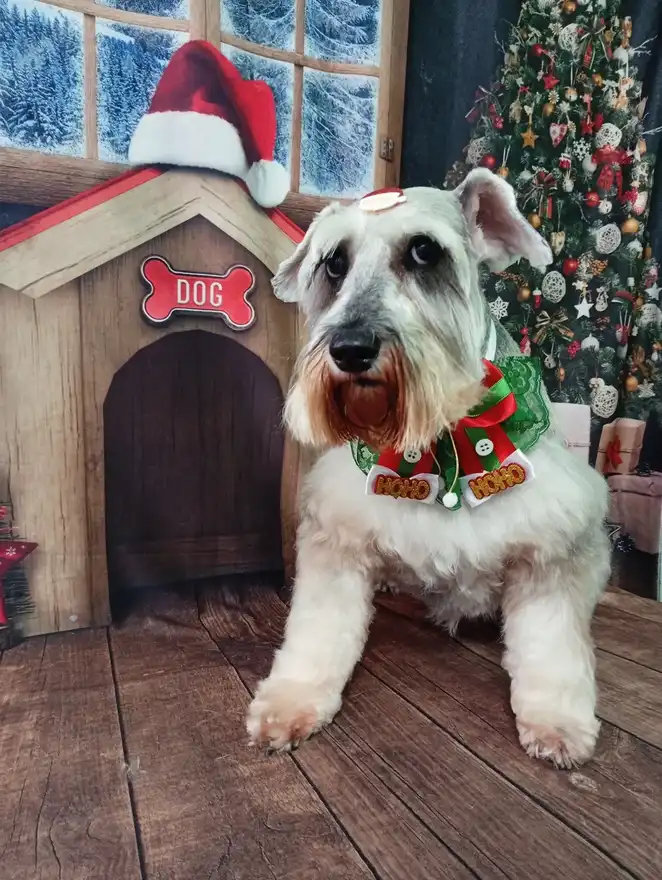 Cão após tosa temática — Natal