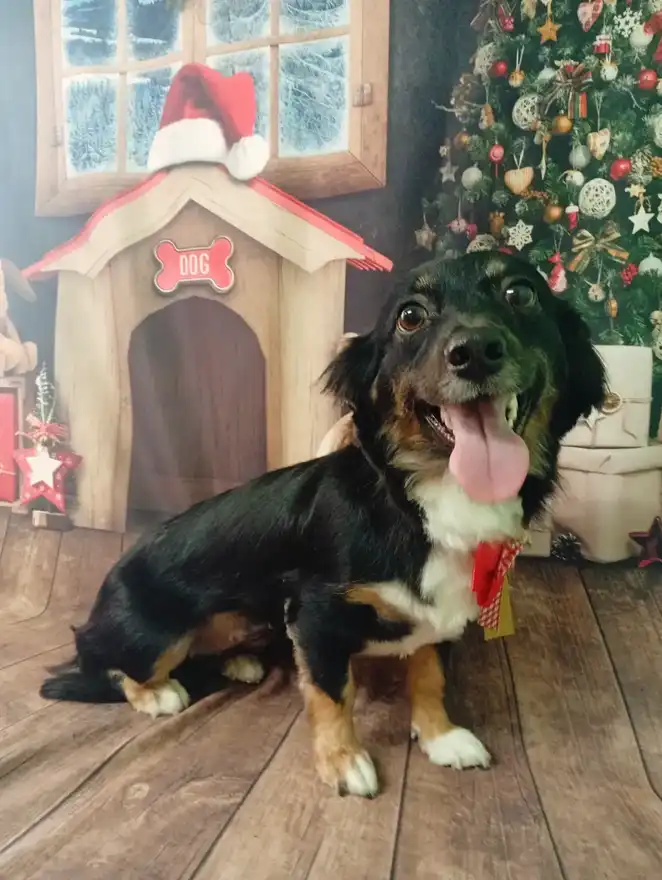 Cão após tosa temática — Natal