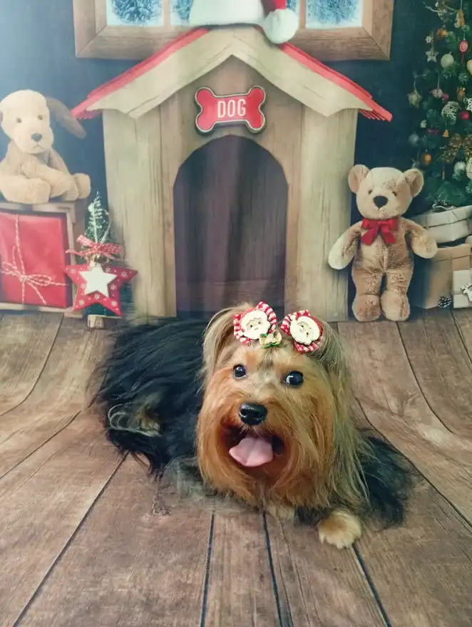 Cão após tosa temática — Natal