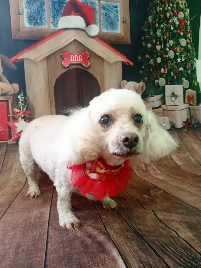 Cão após tosa temática — Natal