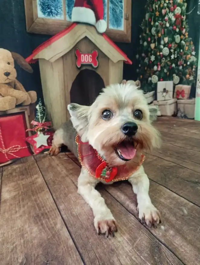 Cão após tosa temática — Natal