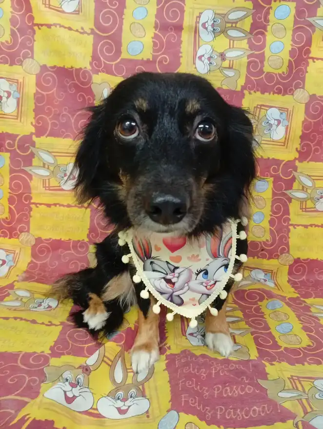 Cão após tosa temática — Páscoa
