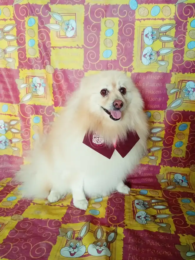 Cão após tosa temática — Páscoa