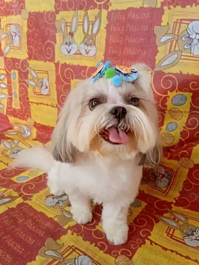 Cão após tosa temática — Páscoa