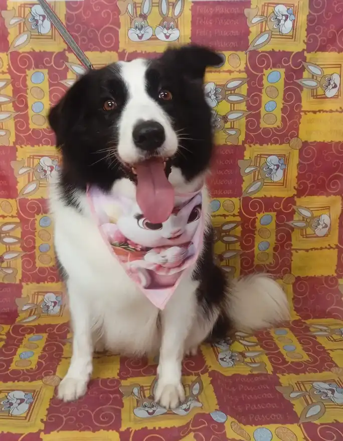 Cão após tosa temática — Páscoa