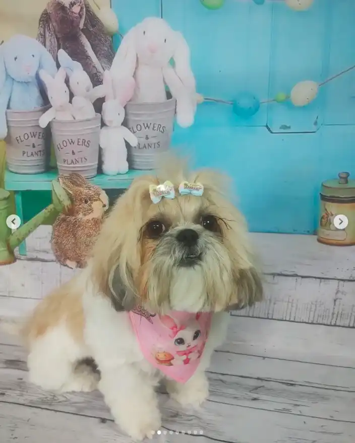 Cão após tosa temática — Páscoa