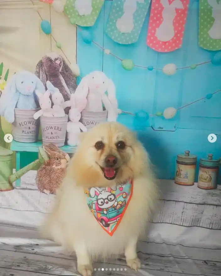 Cão após tosa temática — Páscoa