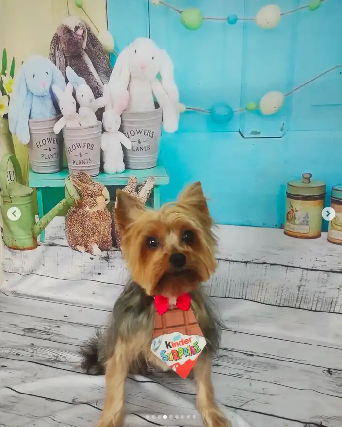 Cão após tosa temática — Páscoa