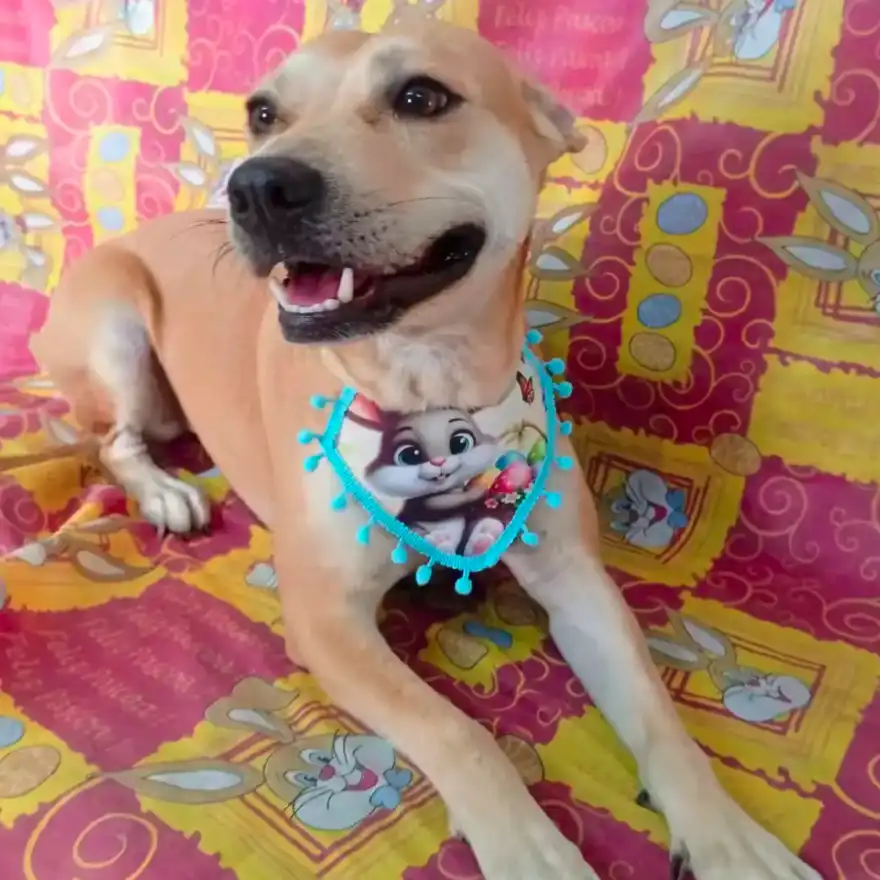 Cão após tosa temática — Páscoa