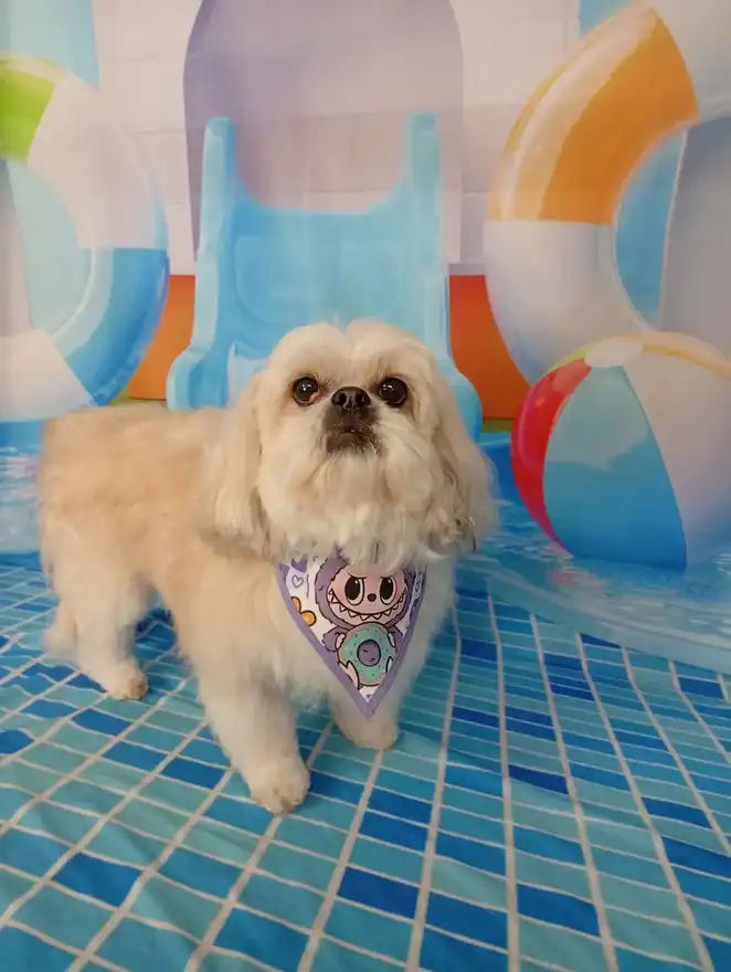 Cão após tosa temática — Dia de Piscina