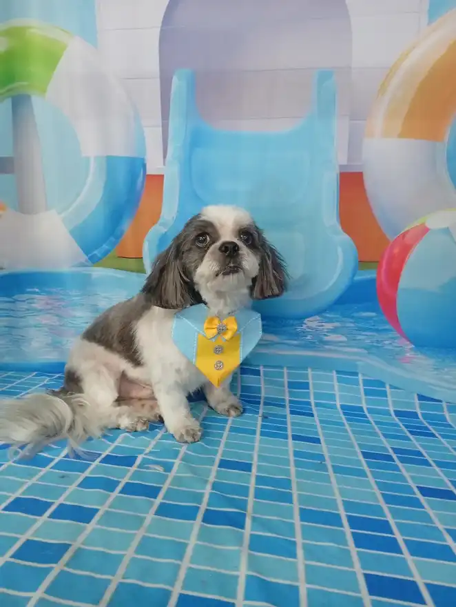 Cão após tosa temática — Dia de Piscina