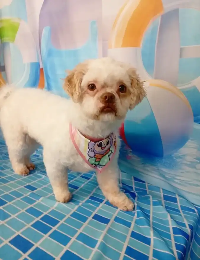Cão após tosa temática — Dia de Piscina