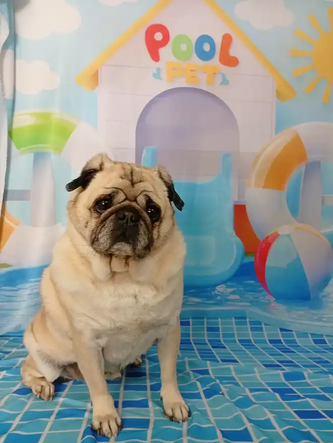 Cão após tosa temática — Dia de Piscina