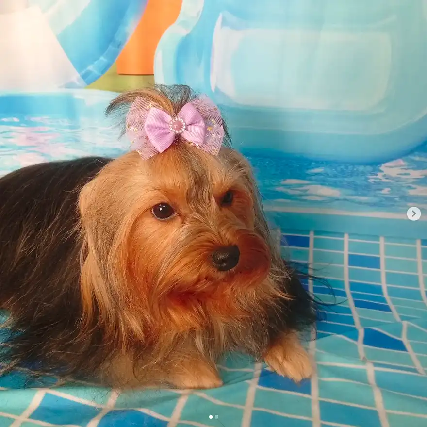 Cão após tosa temática — Dia de Piscina