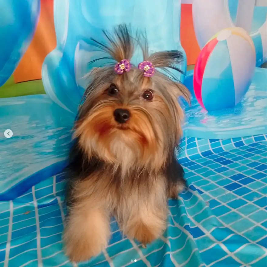 Cão após tosa temática — Dia de Piscina