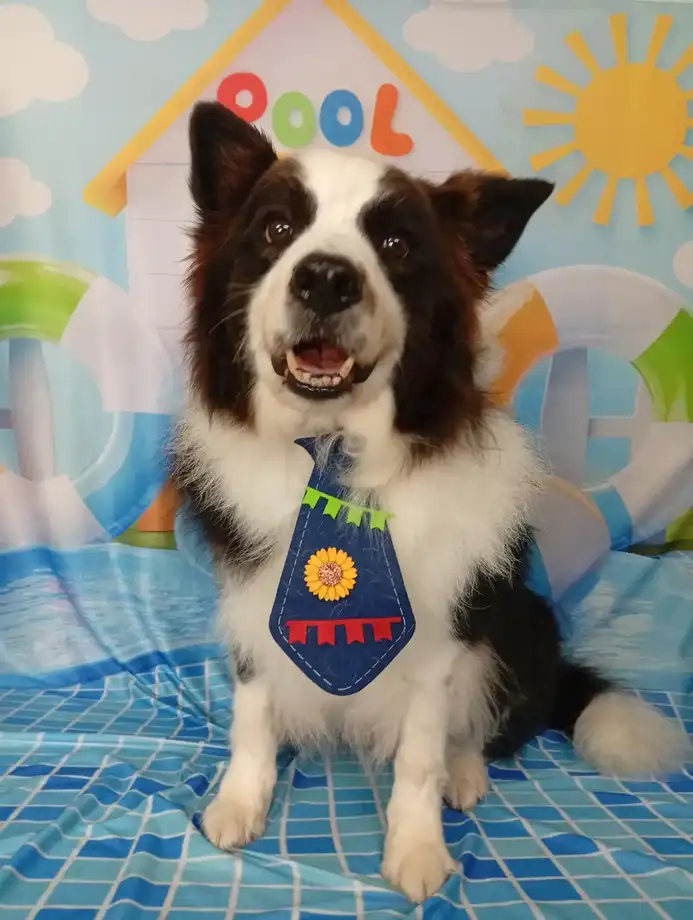 Cão após tosa temática — Dia de Piscina