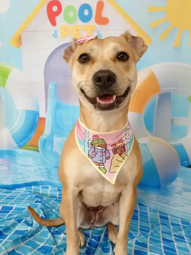 Cão após tosa temática — Dia de Piscina