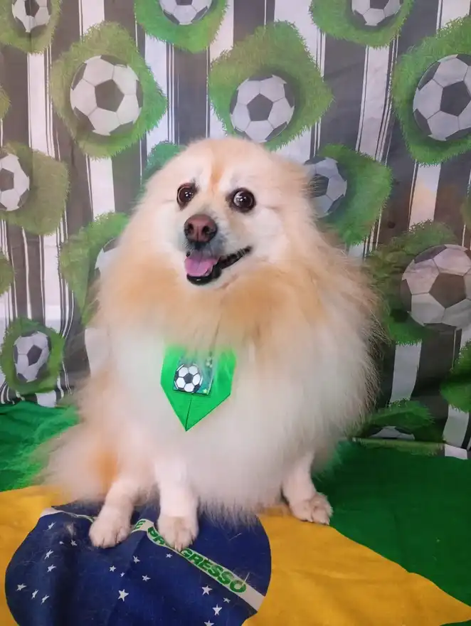 Cão após tosa temática — Seleção Brasileira