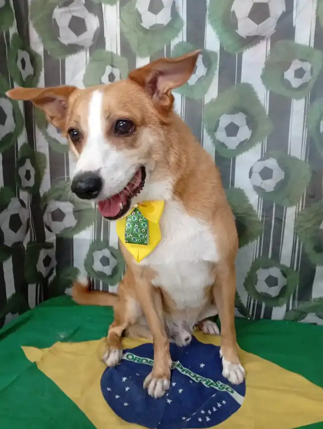 Cão após tosa temática — Seleção Brasileira