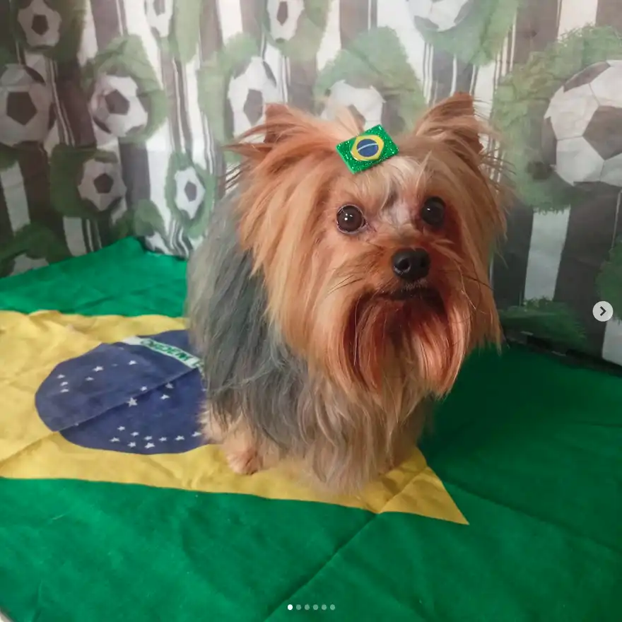 Cão após tosa temática — Seleção Brasileira
