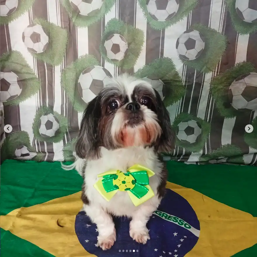Cão após tosa temática — Seleção Brasileira