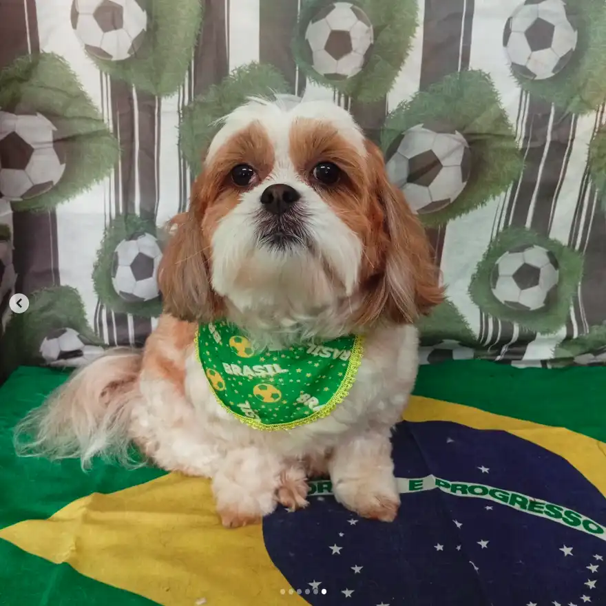 Cão após tosa temática — Seleção Brasileira