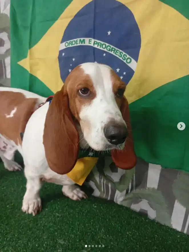 Cão após tosa temática — Seleção Brasileira