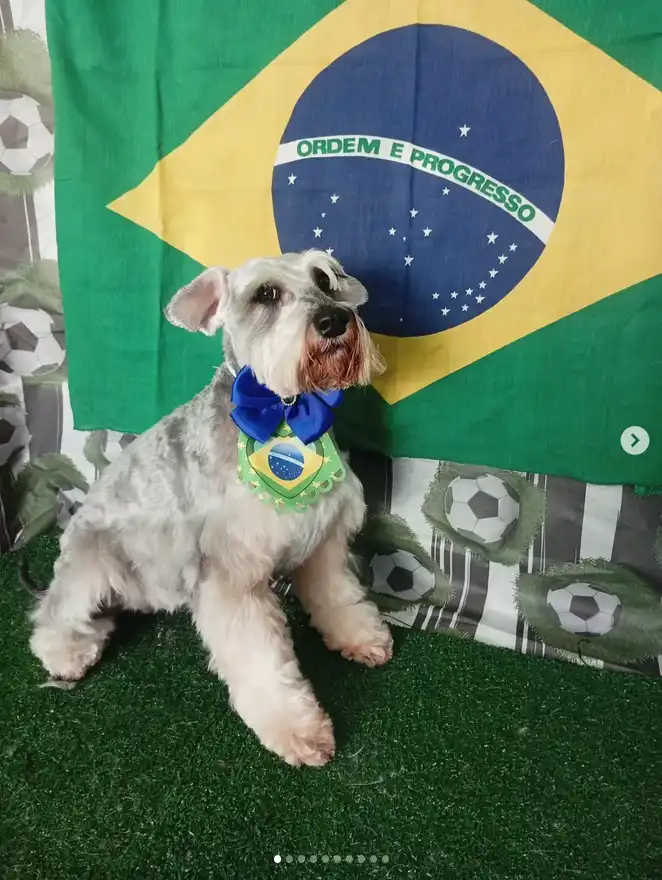 Cão após tosa temática — Seleção Brasileira