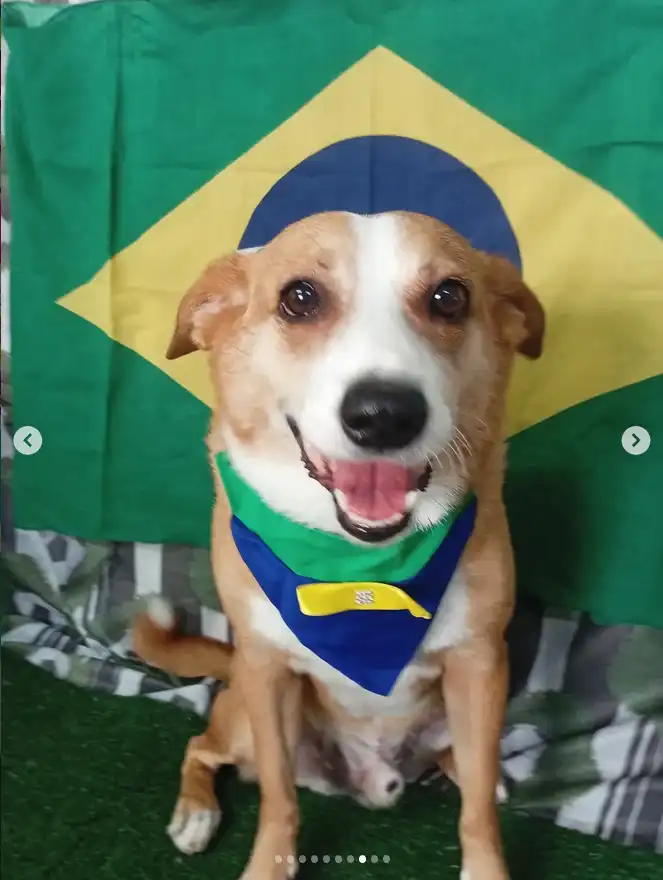 Cão após tosa temática — Seleção Brasileira